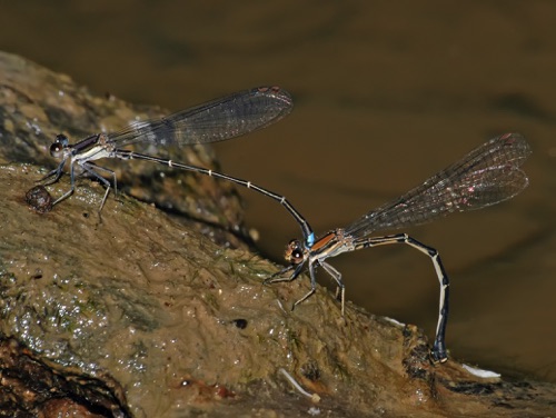 Pair with ovipositing female
2006_05_27_Chattooga